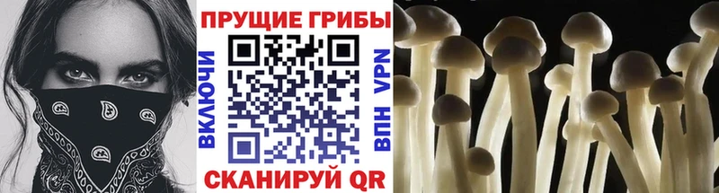 что такое наркотик  Ядрин  darknet формула  Псилоцибиновые грибы Psilocybe 